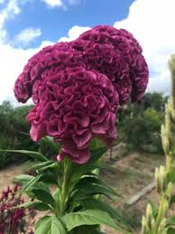 Image result for Celosia argentea