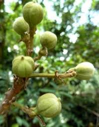 Image result for Trichilia