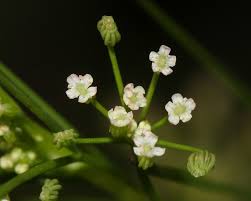 Image result for Apium leptophyllum