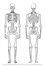 One of the best ways to learn anatomy is to read a book or watch videos on the topic. Learn How To Draw A Skeleton Everyday Objects Step By Step Drawing Tutorials Skeleton Art Drawing Skeleton Drawings Skeleton Art