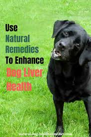 Dog liver supplements & liver support. Dog Liver Health Natural Remedies