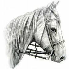 Camden Talk Camden Talk Horse Drawings Horse Art Pictures To Draw