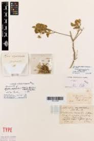 Image result for Abutilon longicuspe