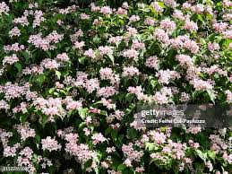 Image result for Kolkwitzia