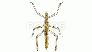 Check spelling or type a new query. Stick Insect Drawing Time Lapse 2d Anima Stock Video Pond5