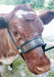 Cattle Rope Halter With Leather Nose Strap With Rose Gold Floral Design For Livestock Showing Heifers Steers Or On The Show Cattle Show Cows Showing Livestock