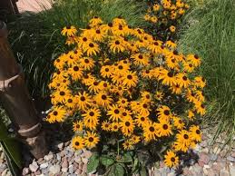 Check spelling or type a new query. Growing Black Eyed Susan Flowers How To Grow Black Eyed Susan From Seeds