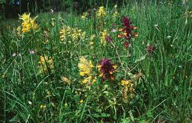 Image result for Cassipourea mollis