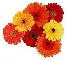 Yellow Red And Orange Gerber Daisies On White Gerber Daisies Daisy Gerbera Daisy