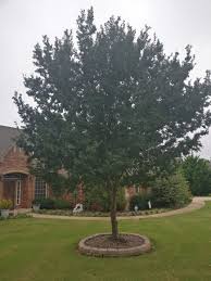 Also, as bark peels off, it gets rid of moss and lichen that thrive in the same damp environments as birch trees. What Is Causing My Bark To Fall Off And Is It Normal Gardening Landscaping Stack Exchange