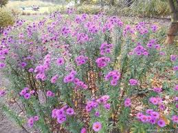 Image result for Aster chimanimaniensis