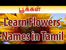 Yellow flowers names in tamil. Learn Names Of Flowers In Tamil Flower Names In Animation Video Learning For Kids Youtube