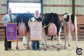 Minnesota State Holstein Show 2021