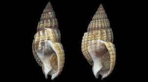 Image result for Tristicha trifaria