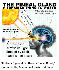 Pin By Marcus On Melanin History Pineal Gland Gland Third Eye