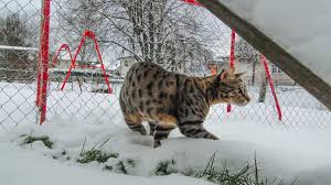 Whether you're looking for a breeder or a pet, they'll surely be a wonderful addition to your family. Savannah Cat Temperament Price And Must Know Facts Petmoo