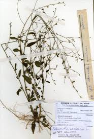 Image result for Schwenckia