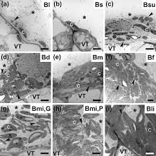 Image result for Blepharis gazensis