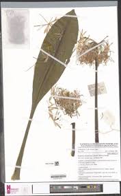 Image result for Scadoxus cinnabarinus