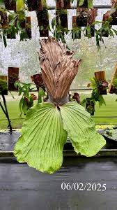 Image result for Platycerium elephantotis