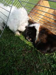 Epingle Sur Bichons