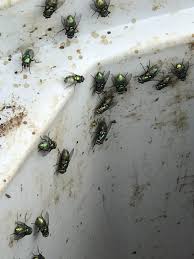 Disinfecting and pest control services. News Blog