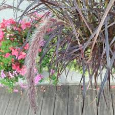 Image result for Cenchrus