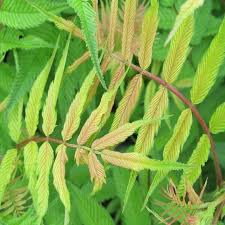 Image result for Sorbaria