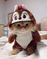 Dieren mooi dieren en huisdieren schattige dieren kleurrijke dieren dierlijke foto's huisdieren de adembenemende foto's tonen de diversiteit van onze rijke planeet. Gewoon Een Verzameling Hilarische Foto S 1054 Vk Magazine Cute Baby Cats Cute Cat Wallpaper Cute Cats