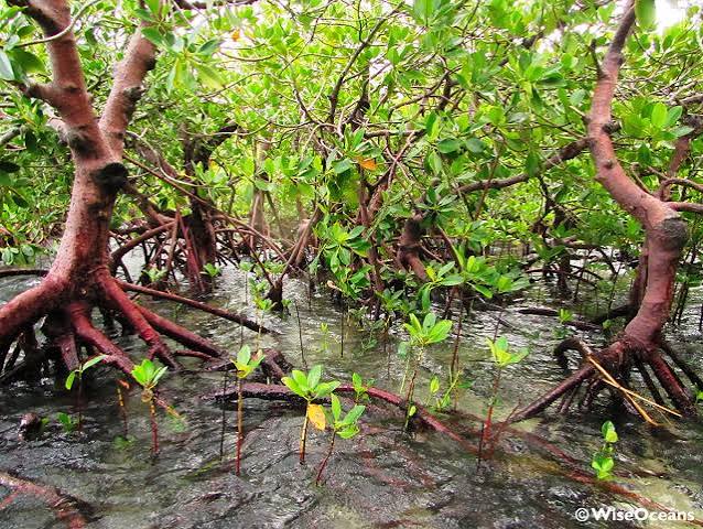The trees of the sea - WiseOceans