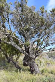 Image result for Erica arborea