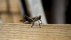 The house cricket will eat almost anything and can often be found chewing on fabrics, paper, rubber, and foods. How To Get Rid Of Crickets Tips Cost Guide Earlyexperts