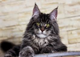 Maine Coon Breeders Near Waller Texas