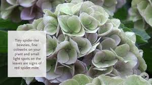 Please please if you have severe itching or red bumps, see a dr immediately. What Should I Do About Red Spider Mite On My Indoor Hydrangea Youtube