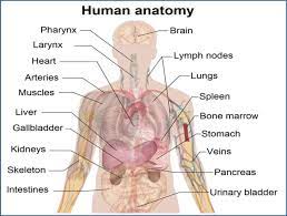 Part of the teachme series. Human Body Anatomy Download Scientific Diagram