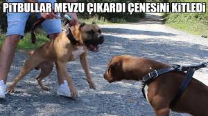 Pitbullar Mevzu Cikardi Pitbull Cenesini Kitlerse Nasil Acilir Strongest Dogs Power Pitbull Youtube