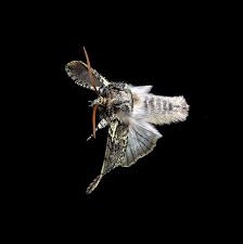 Image result for Polyploca ridens