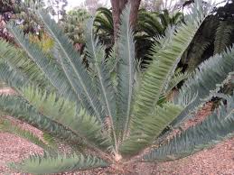 Image result for Encephalartos munchii