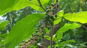 Plant with little green balls and white flowers. What S That Weed 10 Common North American Weeds White Flower Farm S Blog