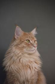 Please contact us if you want to publish a 5120x1440 wallpaper on our site. Cat Wallpapers Free Hd Download 500 Hq Unsplash