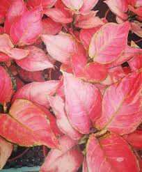 Aglaonema Red Zircon Leaves Rareplants Chinese Evergreen Tropicalplants Tropicallife Plantlover Plantlo Plant Pictures Plant Photography Rare Plants