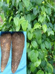 Image result for Dioscorea praehensilis