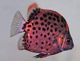 Fishlink Worldwide Your Direct Links To Fishes Cool Fish Fish Salt Water Fish