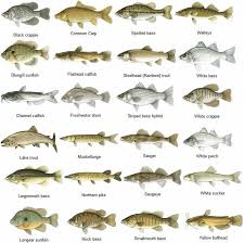 what type of fish are in lake erie