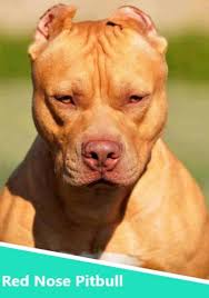 Maybe you would like to learn more about one of these? Red Nose Pitbulls The Ultimate Dog For The Committed Owner Animalso