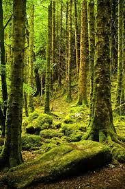 Forest Of Moss Killarney National Park Ireland Something That I Would Really Love To See In Person National Parks Killarney Scenery