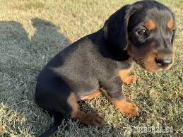 Image result for slovenský kopov