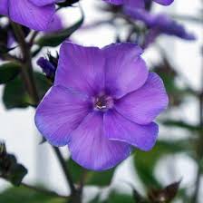 All prices valid before 1 november 2021. Phlox Paniculata Blue Paradise Garden Phlox From Midwest Groundcovers