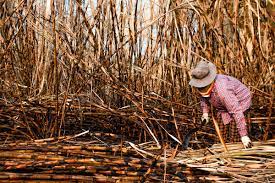 Indicadores de atividade econômica conhecidos até o momento seguem sugerindo uma leve queda de 0,1 pro cento em fevereiro, a produção industrial do brasil mostrou alguma recuperação ao avançar 0,7 por cento sobre o mês. Economia Do Brasil Historia Atividades Economicas Brasil Escola