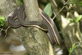 Regina septemvittata queen snake rhadinaea flavilata pine woods snake rhinocheilus lecontei western longnose snake. Crayfish Snakes Field Herp Forum